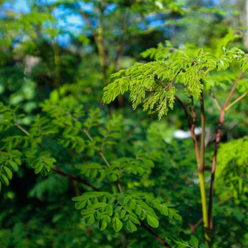 Maendeleo voorziet de Port Reitz School van Moringa poeder. Dit poeder wordt toegevoegd aan de reguliere maaltijden van de leerlingen. De bladeren van de Moringa bevatten een enorme voedingswaarde. Ze zitten boordevol vitaminen, mineralen en eiwitten.  Lees meer over deze superfood.