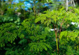 Moringa: Natural food supplement for the children of Port Reitz School